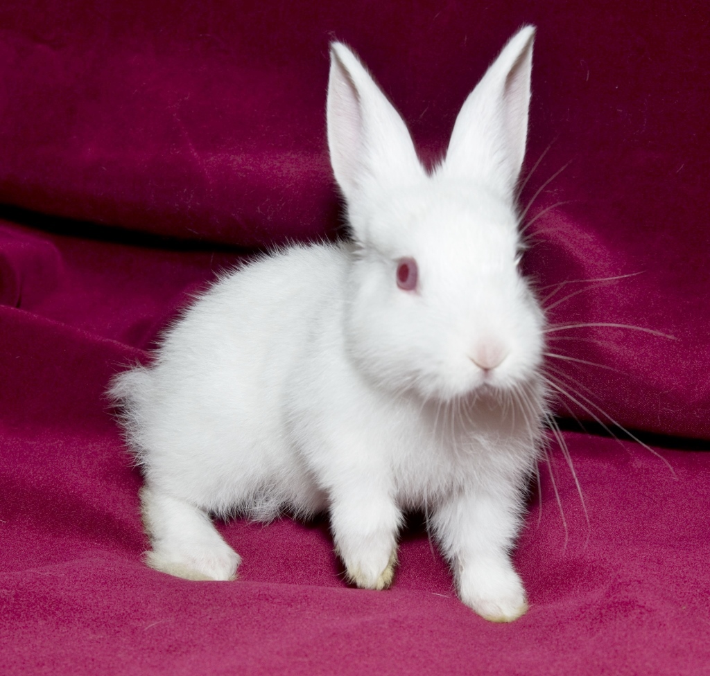 Baby rabbits for sales adoption