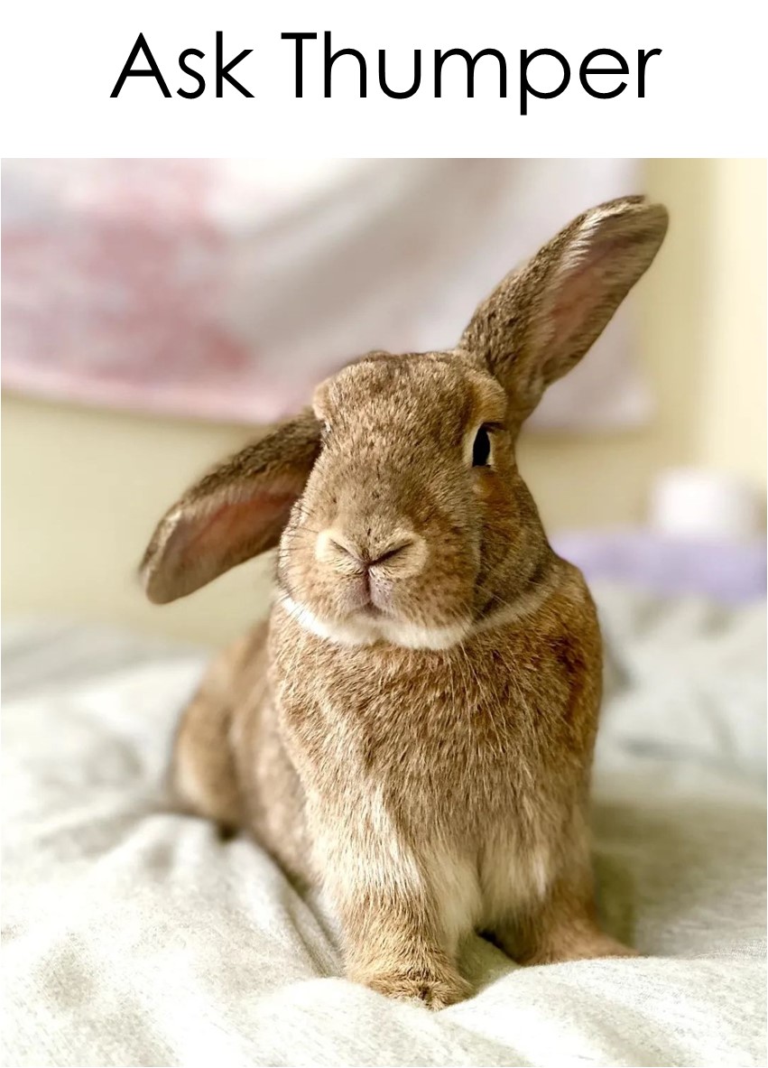 Thimper Rabbit Ask Thumper | Los Angeles Rabbits