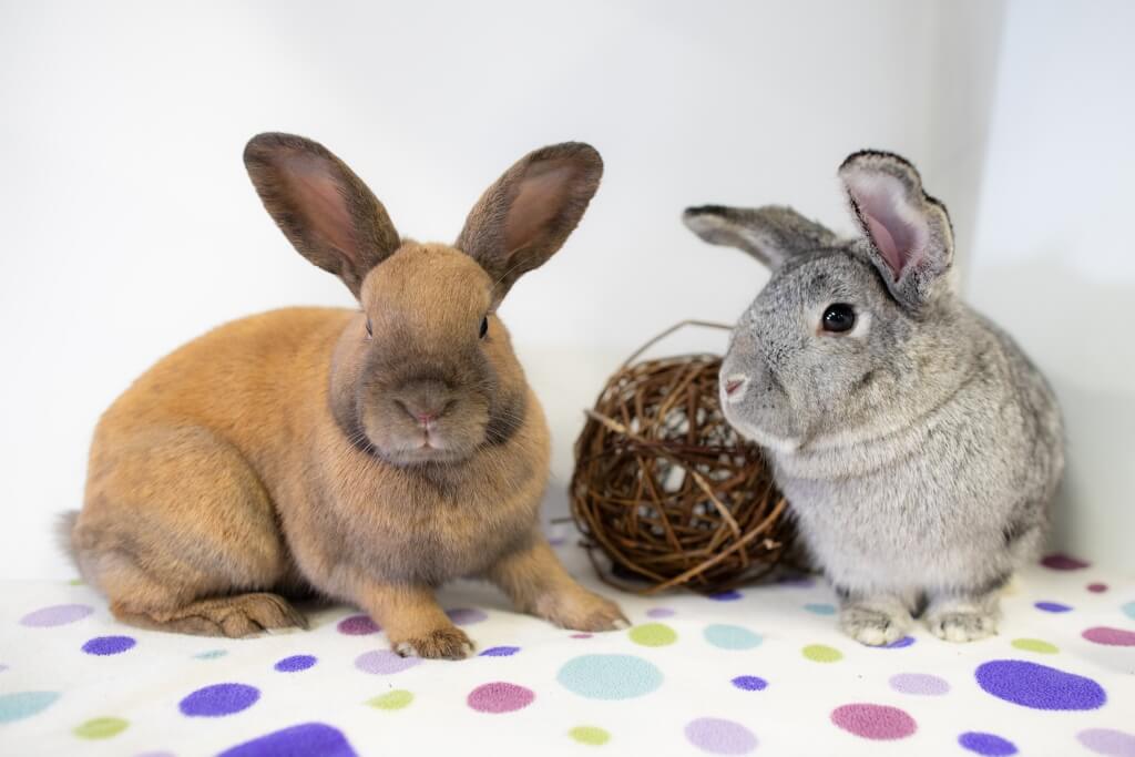 Los Angeles Rabbits | Mar Vista Rabbits