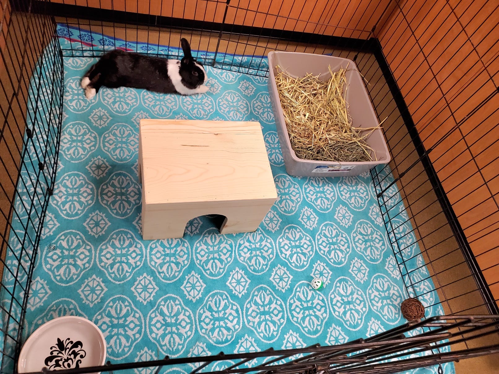 Outdoor rabbit clearance hutch set up