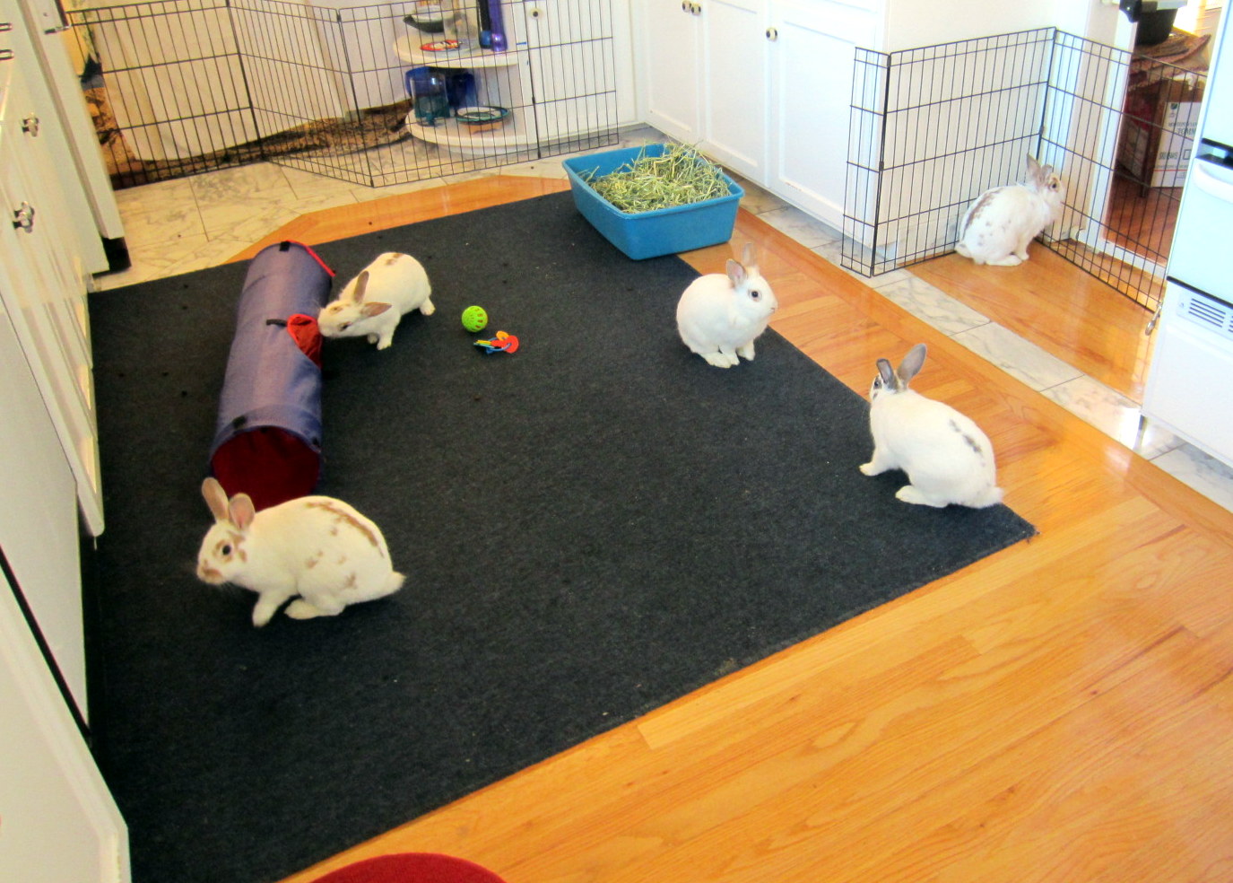 Housing | Los Angeles Rabbits