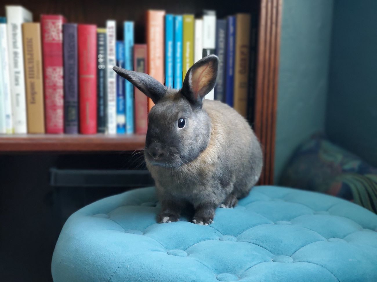 Acorn