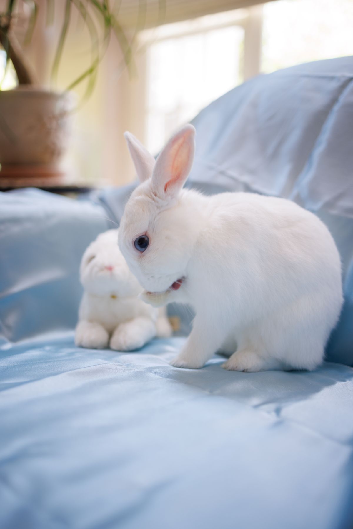 Baby Blue Eyes | Los Angeles Rabbits