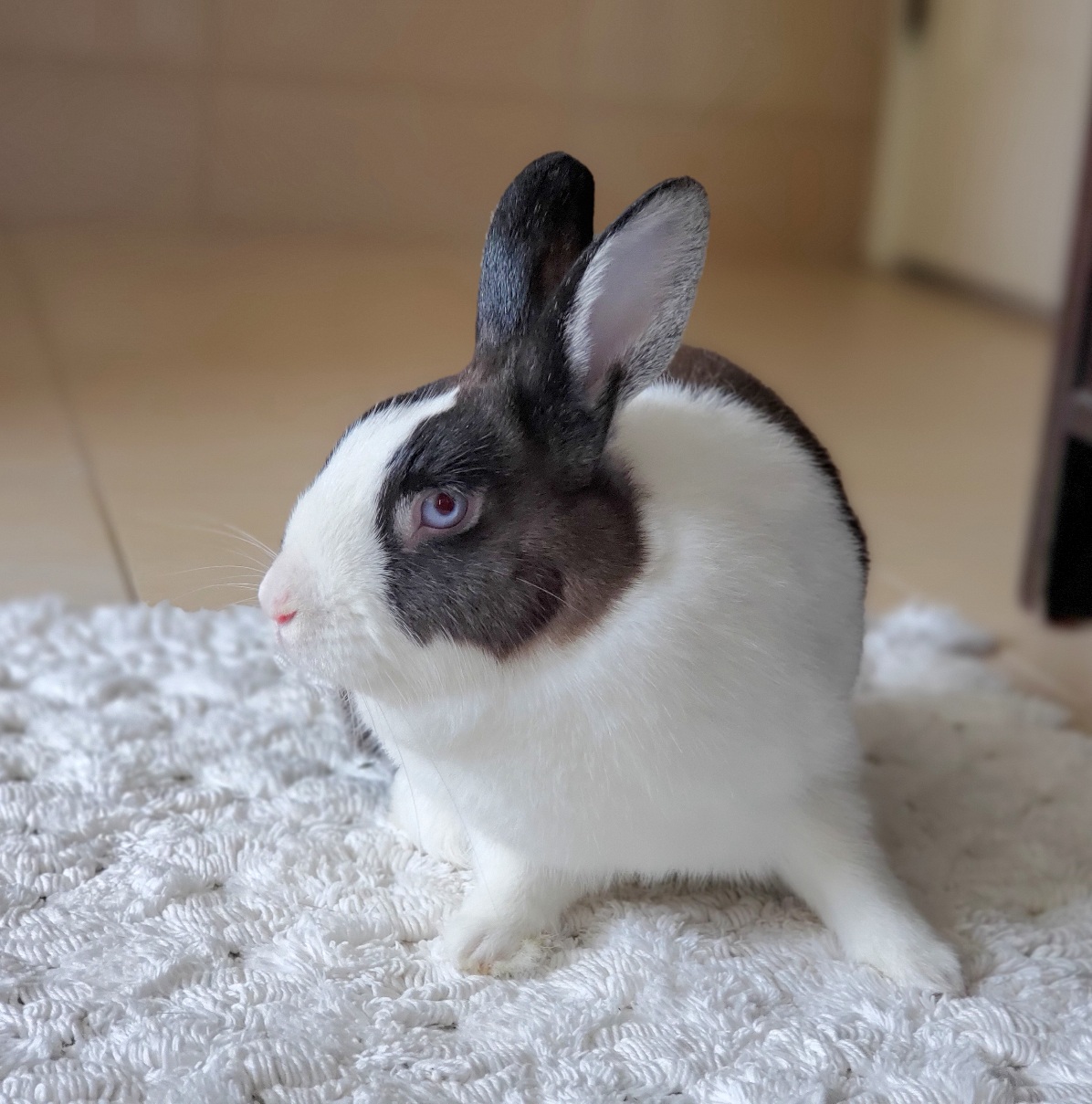 bebe | Los Angeles Rabbits