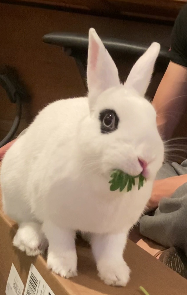 Bisou