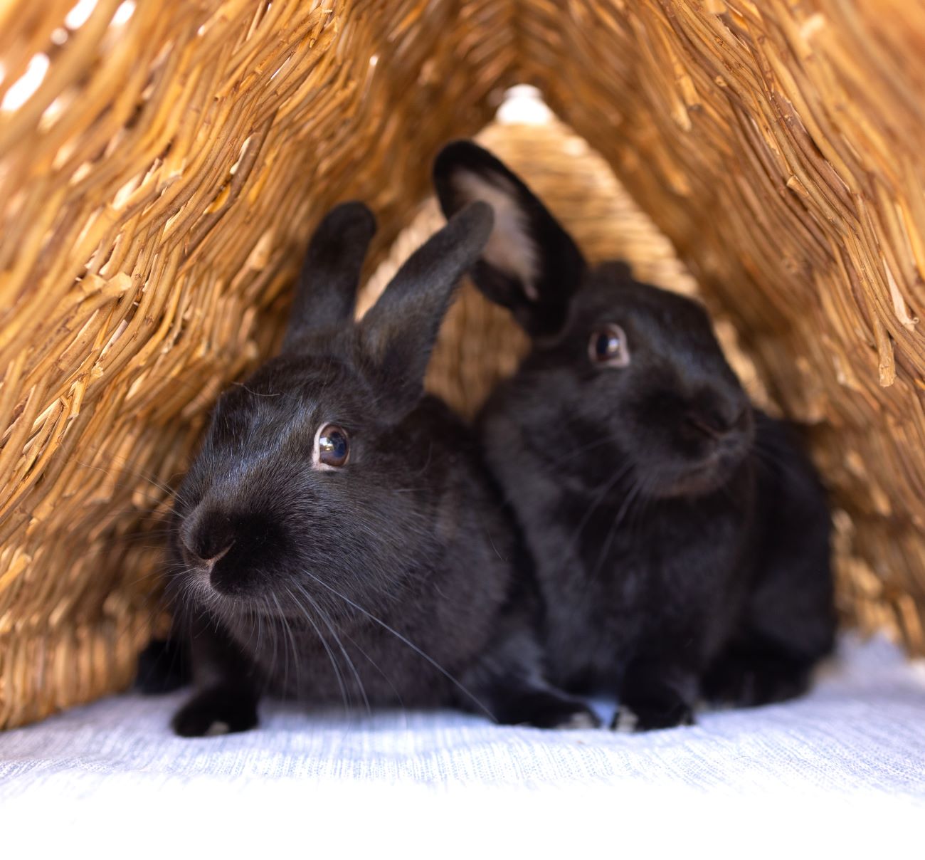 Black Bean & Cocoa Bean
