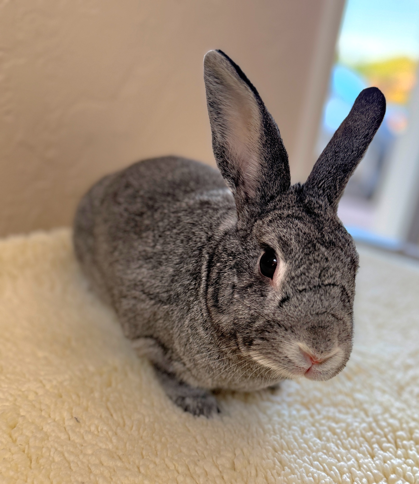 ChinBun