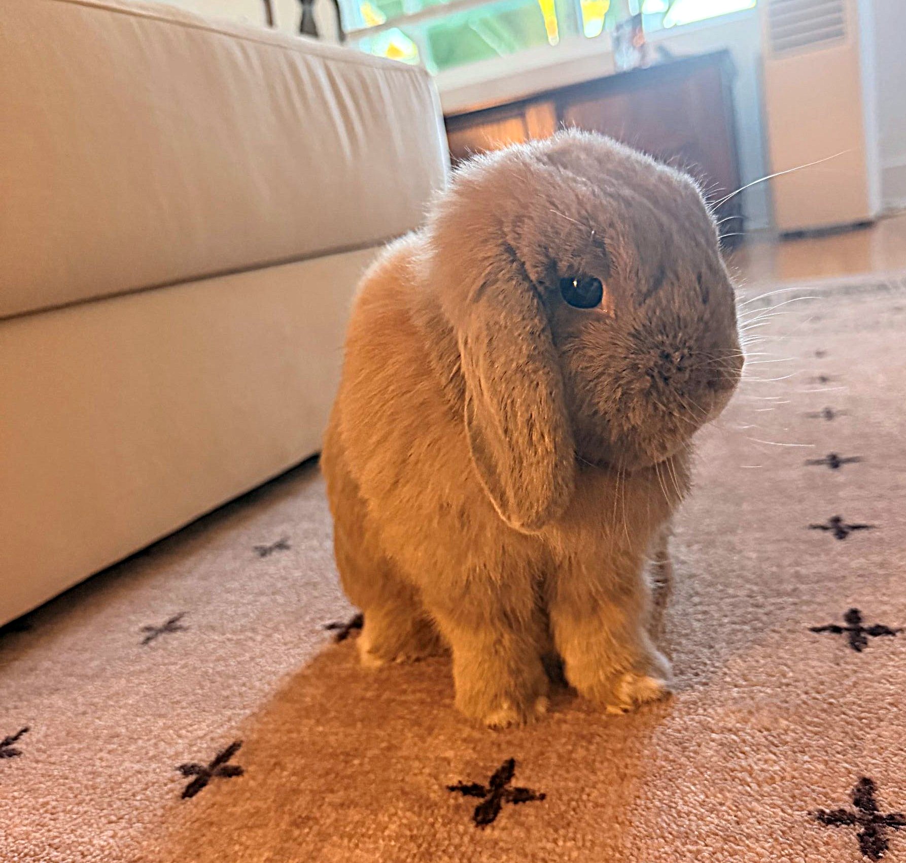 Cinnamon
