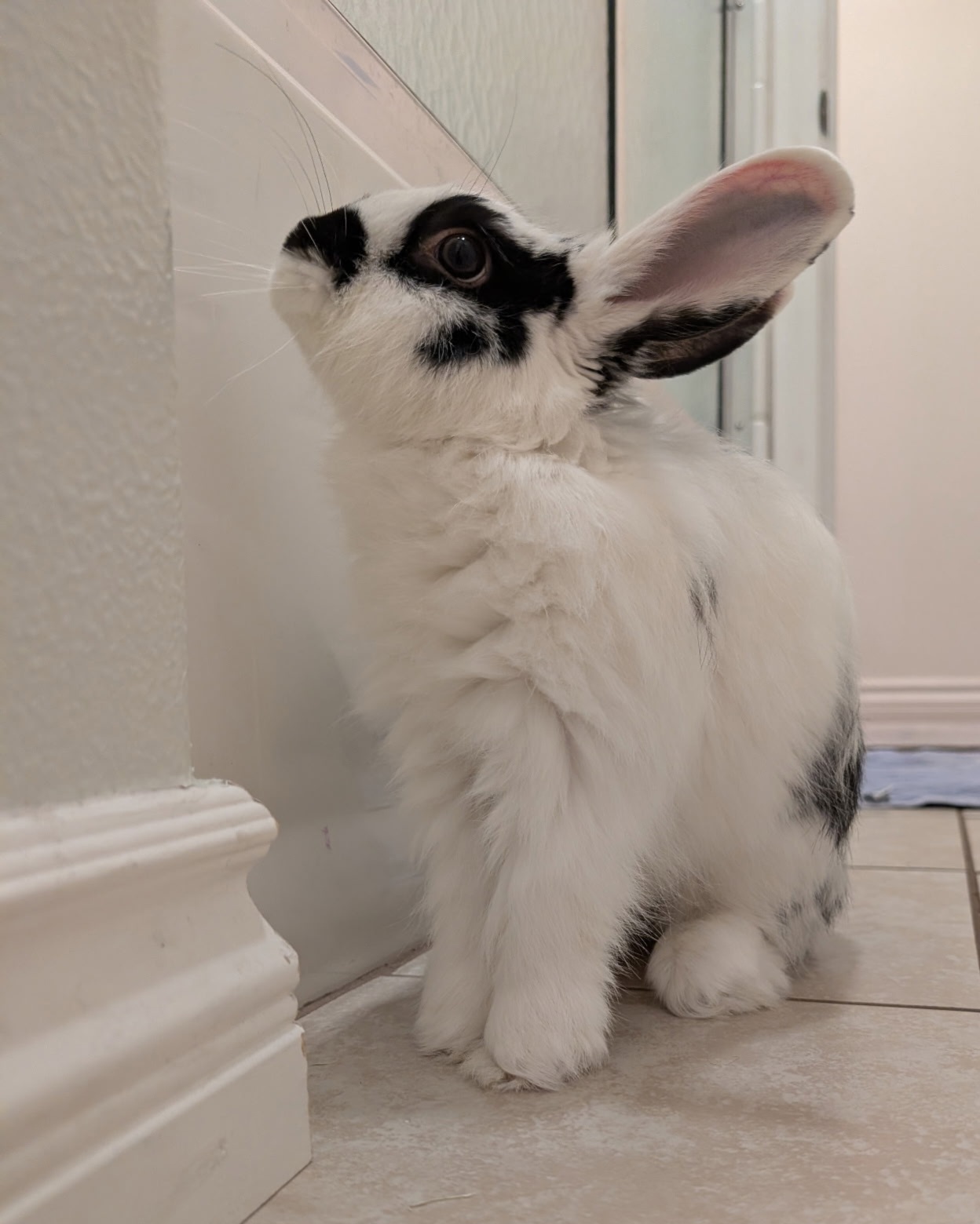 Echo