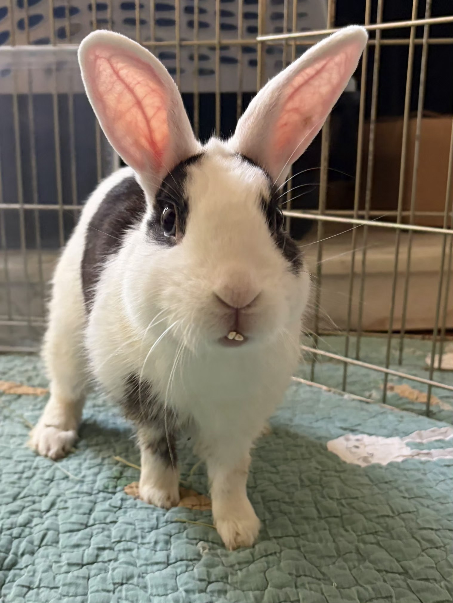 Elphie