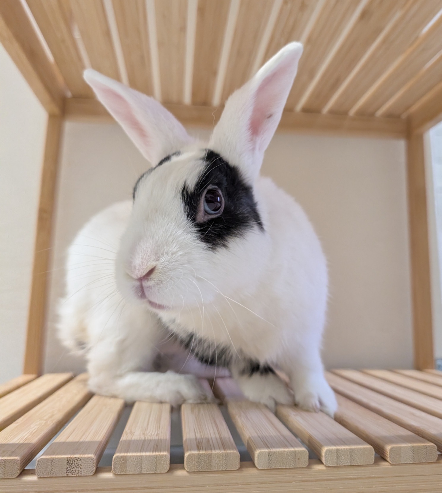 Elphie