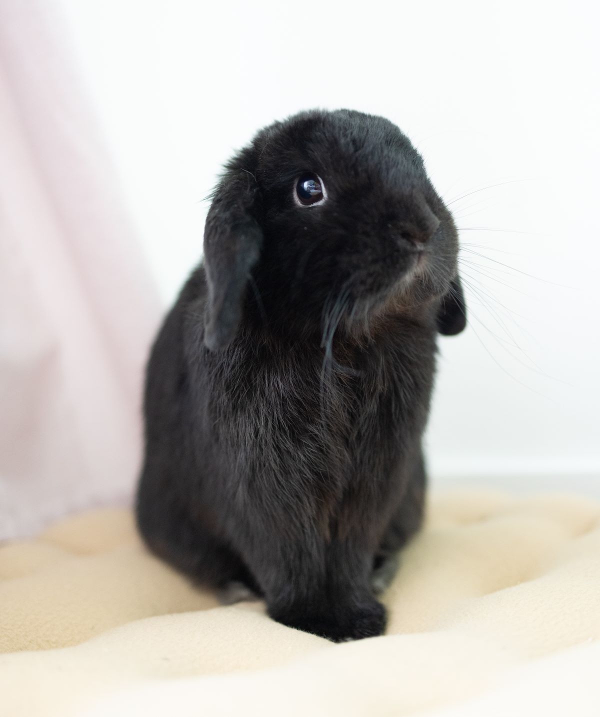 Los Angeles Rabbits Adopt