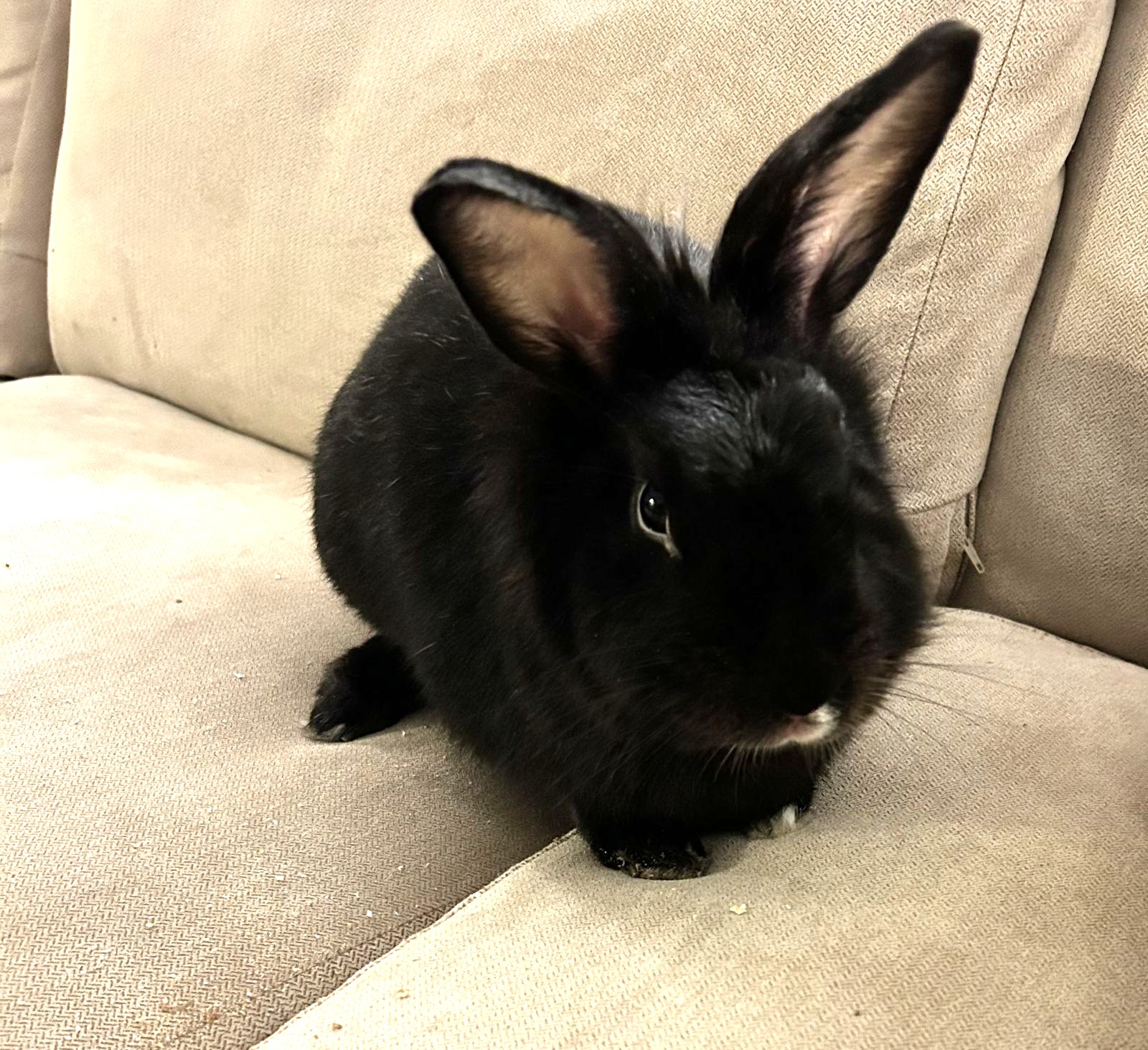 Houdini