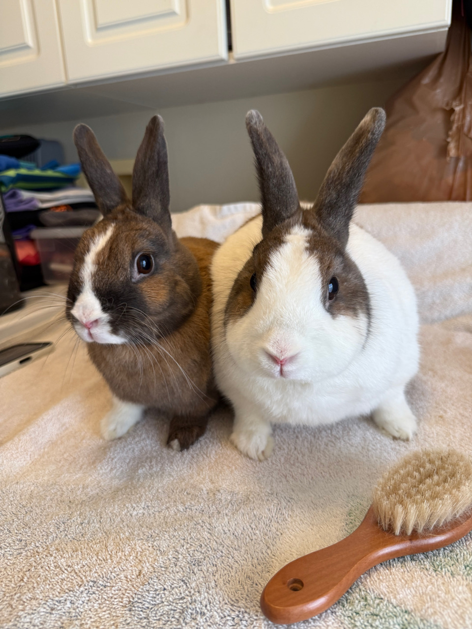 Iris & Coco