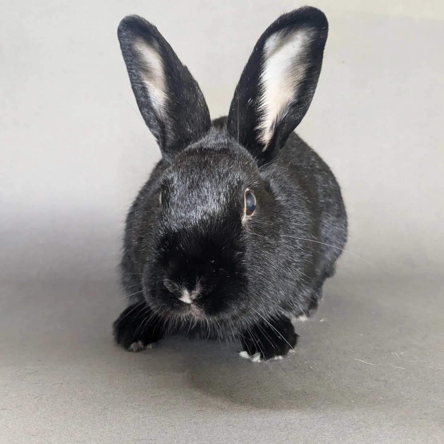 Marcel | Los Angeles Rabbits