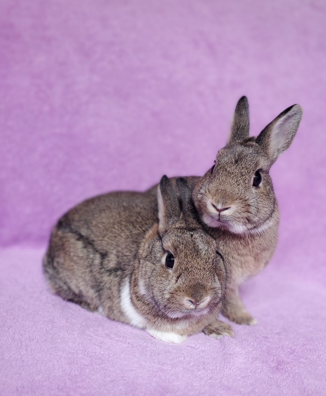 Merry & Pippin