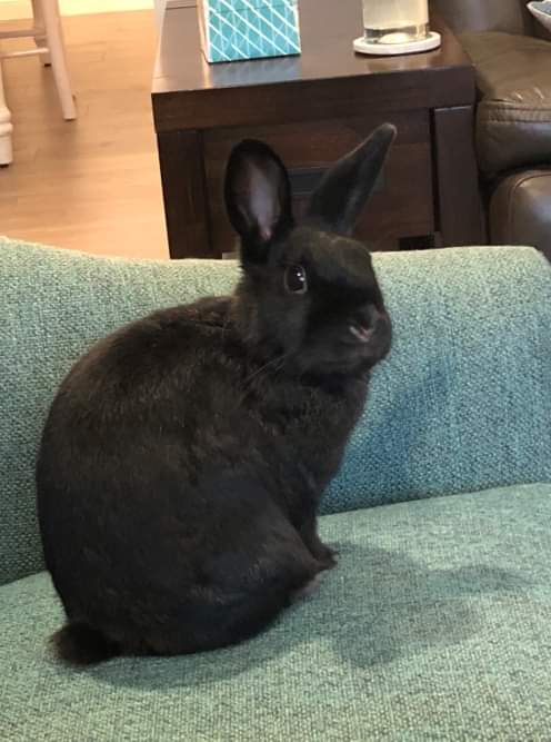 Mochi
