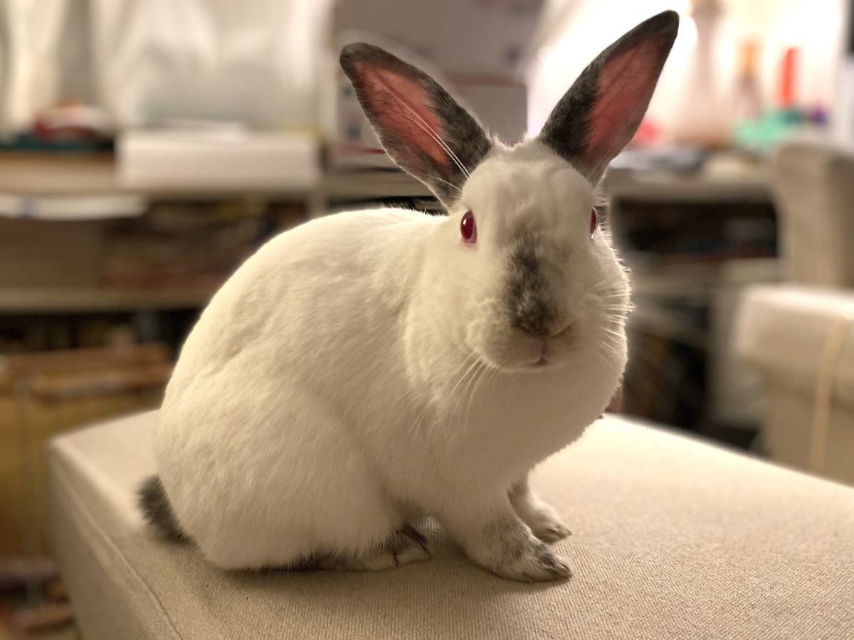 Petra Bunny
