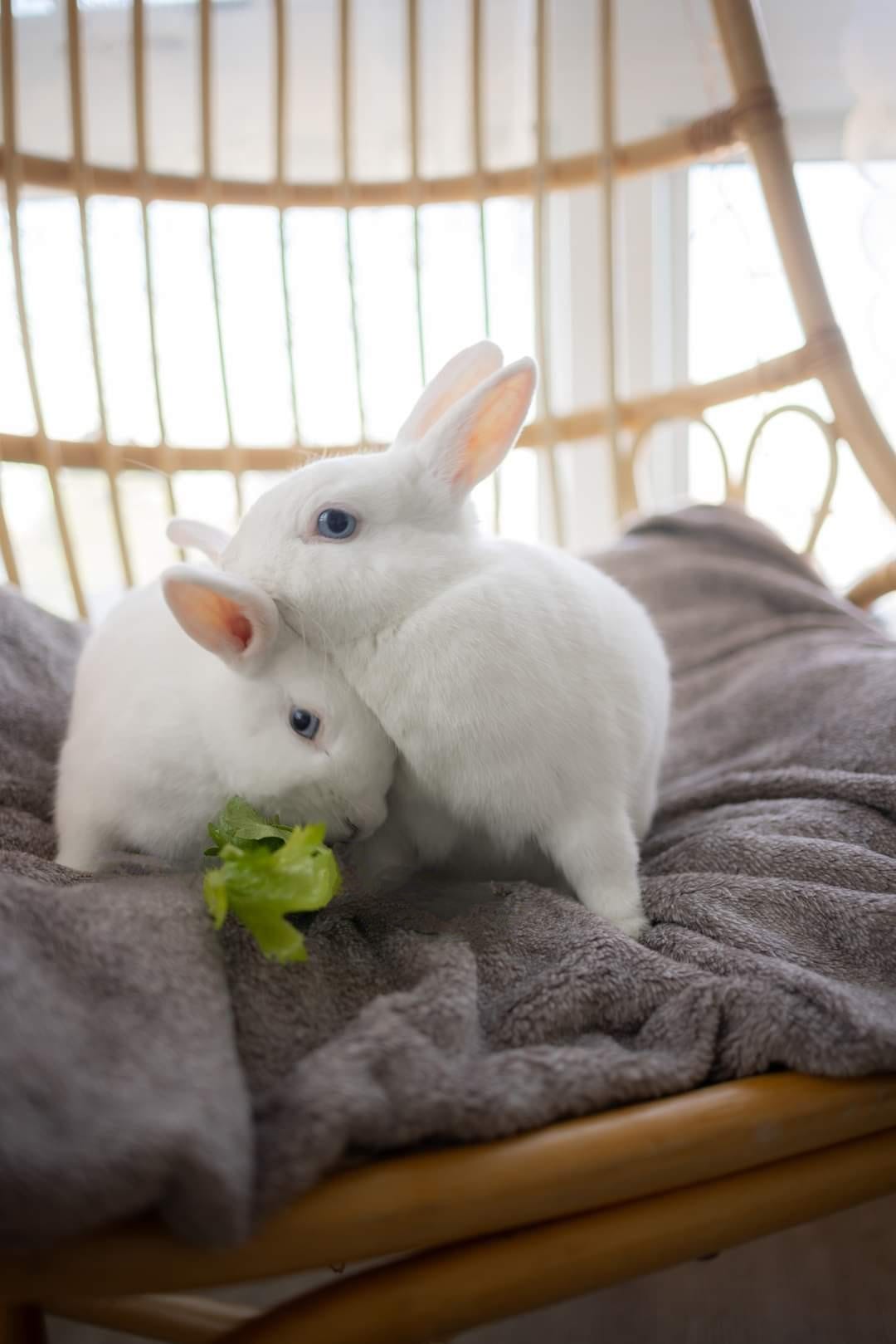 Rabbit DeNiro & Hopson