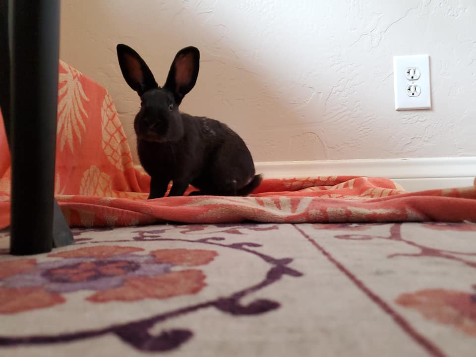 Los Angeles Rabbits Toupee