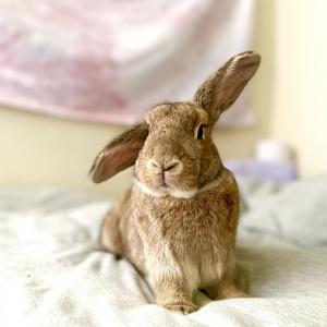 Los Angeles Rabbits | Adopt